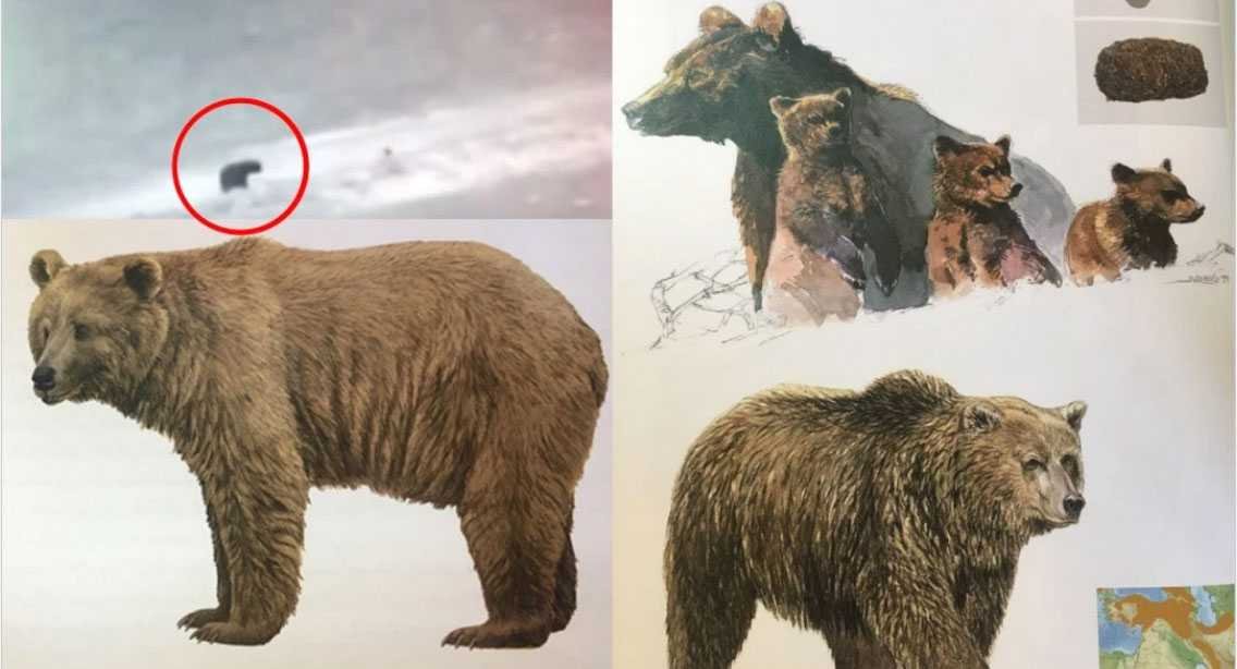 بالفيديو: الدب السوري يظهر مجدداً لأول مرة منذ 60 عاماً