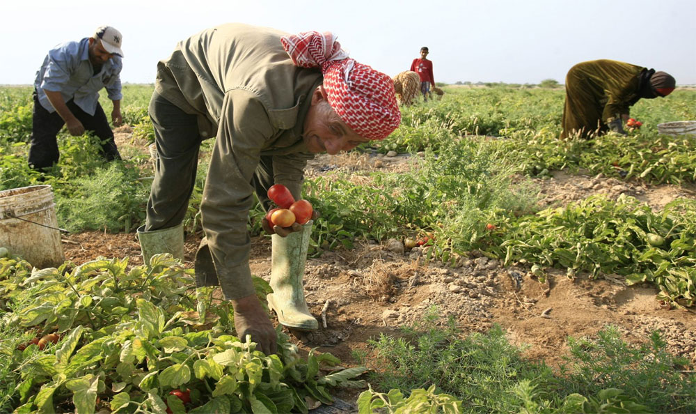 الزراعة