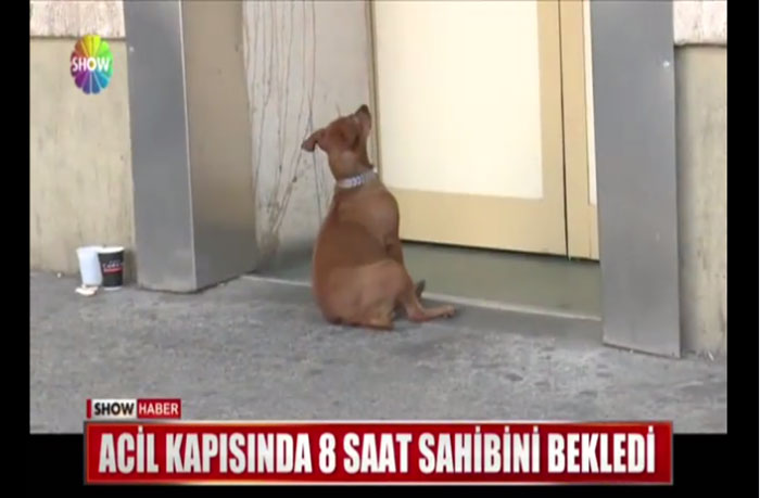 arab-turkey.com_585275