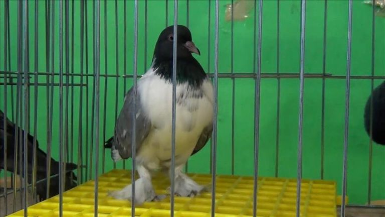 arab-turkey.com-54841972