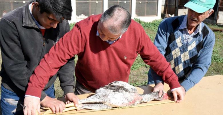 arab-turkey.com-54841978