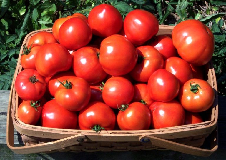 tomato_basket[1]