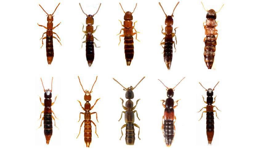 تركيا.. اكتشاف 20 حشرة جديدة في مناطق ببحر إيجه ووسط الأناضول