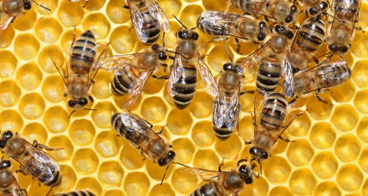 bee-1-750x400