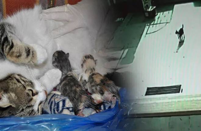 hamile_kedi_dogum_icin_aile_sagligi_merkezine_geldi_h323802_9cd31