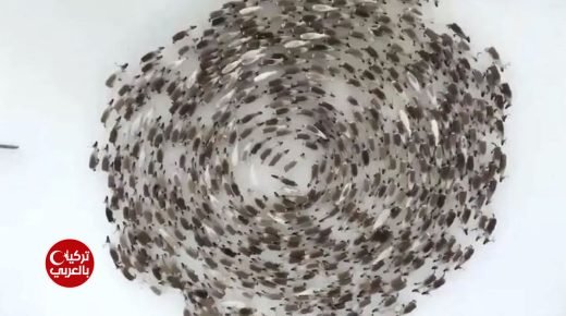 علم التأويل يكشف سر العلاقة بين دوائر الحيوانات وإجهاض الانقلاب في ألمانيا