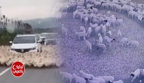 لماذا تسير الحيوانات في دوائر غامضة؟