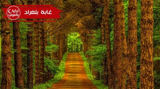 غابات بلغراد في اسطنبول