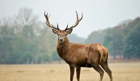 مرض “زومبي الغزلان”.. هل يصيب البشر؟