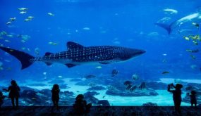 اكواريوم اسطنبول