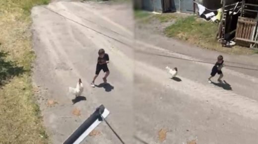 فيديو طريف متداول في تركيا.. ديك يلقن طفلاً درساً لن ينساه بعد محاولة استفزازه! (شاهد)