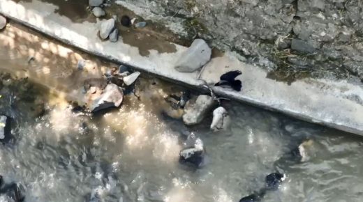 بالفيديو | غراب يهاجم أفعى داخل نهر في أرتفين التركية