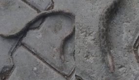 متداول في تركيا | ظهور نادر لثعبان برأسين في ولاية إلازغ التركية (فيديو)