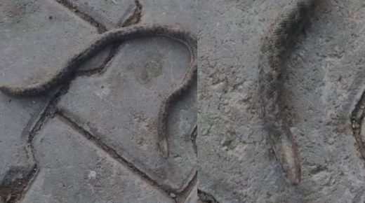 متداول في تركيا | ظهور نادر لثعبان برأسين في ولاية إلازغ التركية (فيديو)