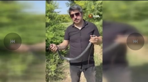 في لحظة صادمة أمام الكاميرا… ثعبان يلدغ “رجل الأفاعي كمال” أثناء محاولته إطلاقه في الطبيعة (فيديو)