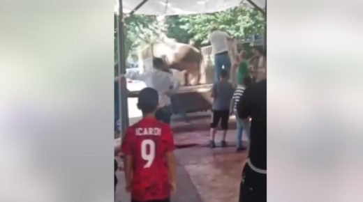 ثور هائج يصيب جزاراً في شانلي أورفا