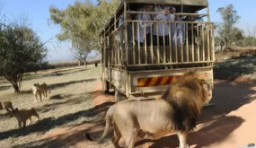 أسد يهاجم رجلاً في أنطاليا بعد فراره من قفصه (فيديو)