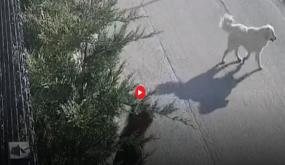 كاميرات ترصد لحظات الرعب… كلاب ضالة تهاجم شابة بطريقة مروعة في بورصة! (فيديو)