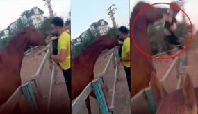 حصان يهاجم طفلاً سورياً في أنطاليا ويقذفه عدة أمتار في الهواء (فيديو)