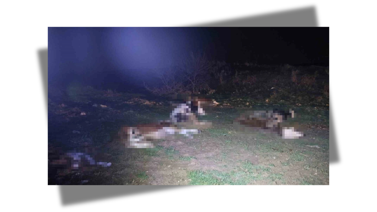 فيديو صادم… العثور على 13 حيواناً نافقاً في قيرشهير والتحقيقات مستمرة (فيديو)