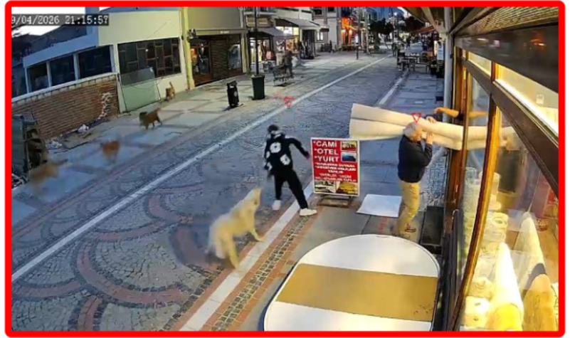 كاميرة مراقبة توثق لحظة هجوم كلاب شاردة على شاب في مدينة أدرنة (فيديو)