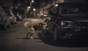 فيديو متداول لهجوم كلاب شاردة على مركبة في إسطنبول والتسبب في أضرار بها (فيديو)