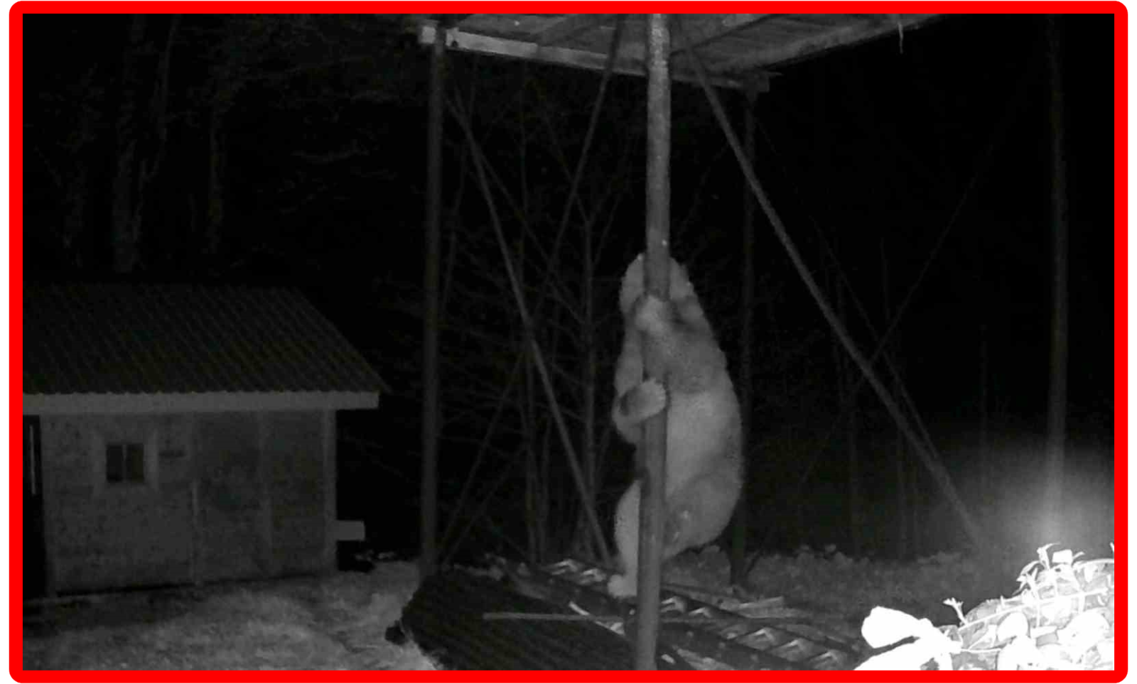 دب جائع يحاول تسلّق عمود حديدي للوصول إلى خلايا نحل في ريزه التركية (فيديو)