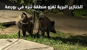 خنازير برية تغزو منطقة تنزّه في بورصة وتثير قلق المواطنين (فيديو)