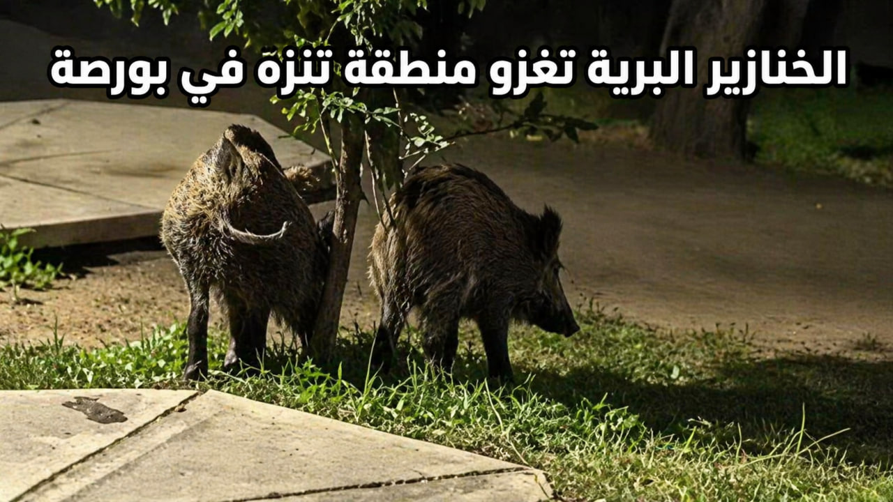 خنازير برية تغزو منطقة تنزّه في بورصة وتثير قلق المواطنين (فيديو)