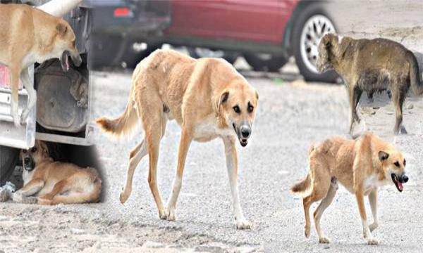 تركيا: الكلاب تنقذ حياة قرية كاملة من مـ.ـ* وت محتم في ولاية كاستمونو.. ما القصة؟