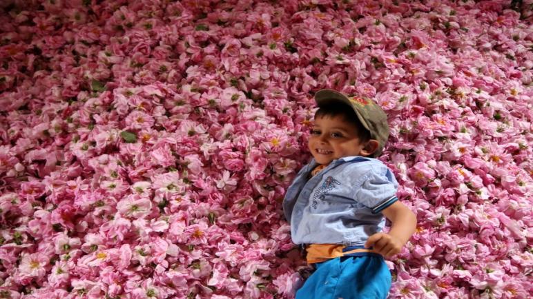بالصور.. “مدينة الورود” التركية تستعد لتزويد العالم باحتياجه من زيت الورد