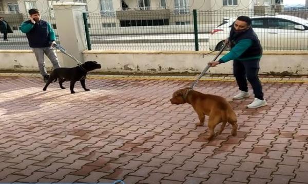 ناشطون يطلقون حملة تضامنية مع الطفلة التي هاجمها الكلب في عنتاب