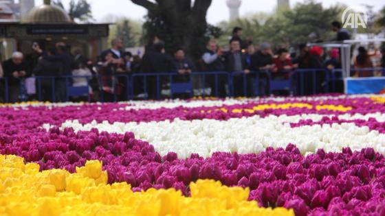 أكبر سجادة من أزهار التوليب في العالم