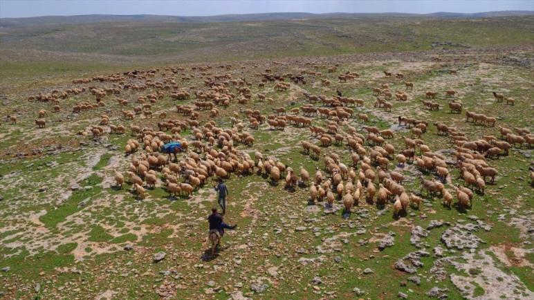 بالصور .. مربوا المواشي الرحل في تركيا يتنقلون ما بين الفصول الأربعة