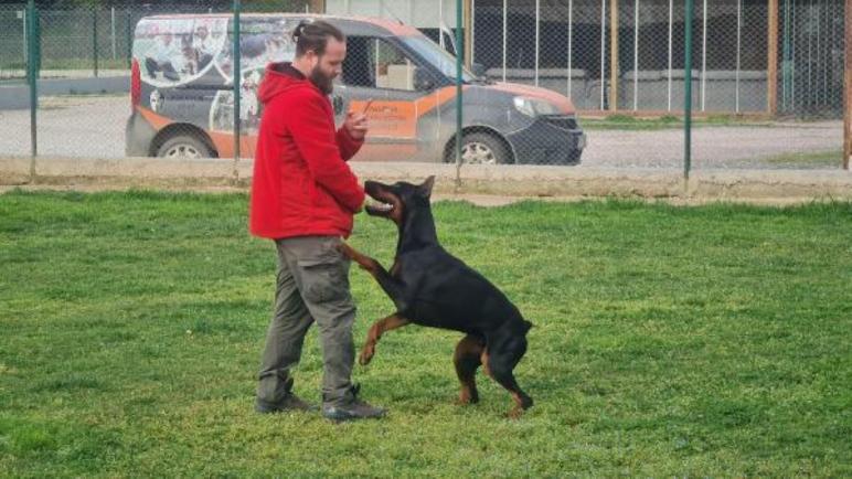 بروفيسور في تدريب الكلاب يقدم جملة نصائح جديدة لتجنب التعـ.ـ رض لهجـ.ـ وم الكلاب في الأماكن العامة