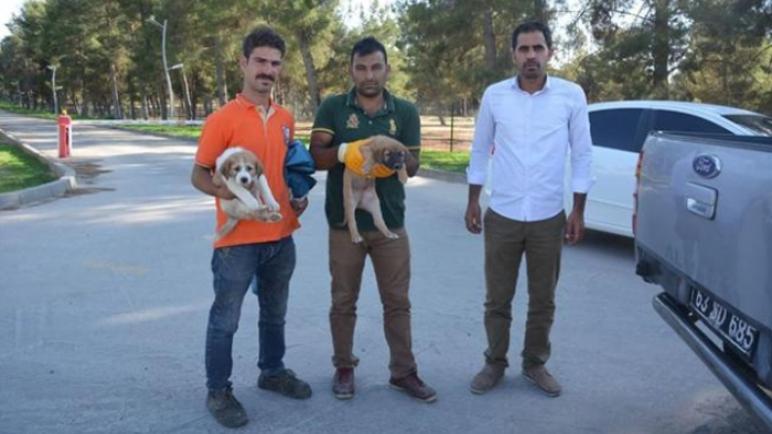 كلاب شاردة تعبر الحدود السورية إلى تركيا هرباً من الحرب