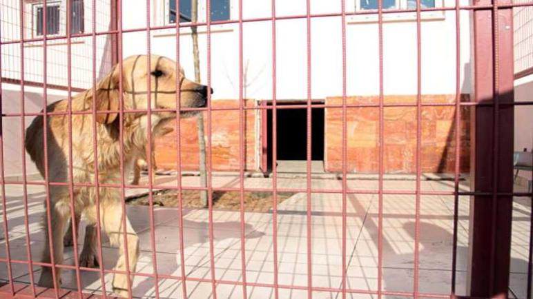 شاهد بالصور: بلدية تركية تفتتح مستشفى جديد للحيوانات