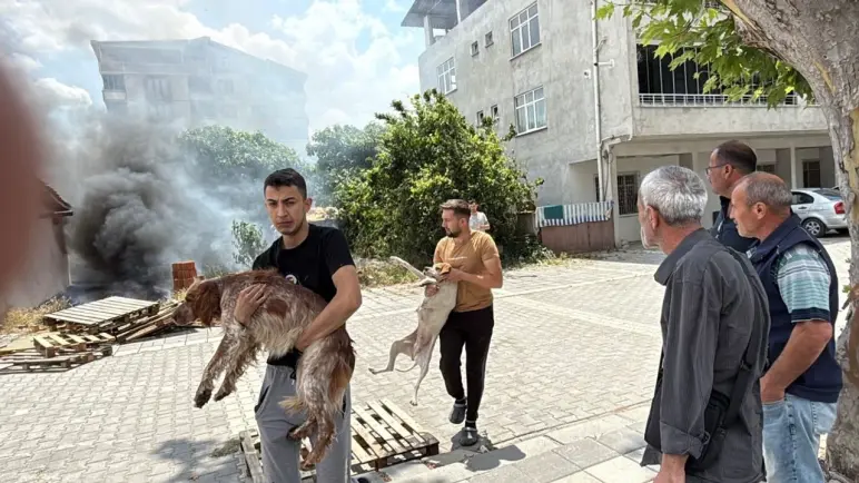 حاصرتهم النيران… شاهد لحظة إنقاذ كلاب من الموت المحقق في حريق بتوكات