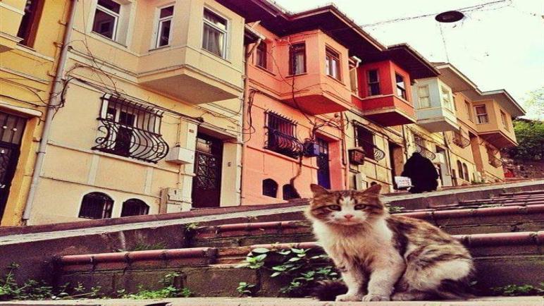 القطط في حي”بلاط” التاريخي بإسطنبول تلفت أنظار السياح