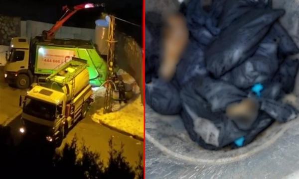شرطة أمن اسطنبول تفتتح تحقيقا رسميا بخصوص العثور على 19 كلب مـ.ـ * يت و مرمي في القمامة (فيديو)