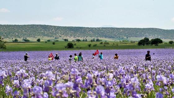 حقول الزنبق في ولاية إسبارطة التركية 