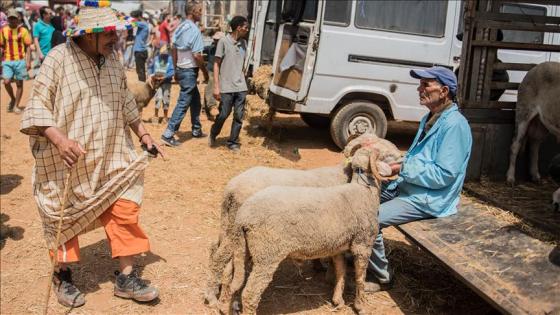 أضاحي العيد في المغرب