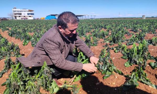 تركيا: الصقـ.ـ يع يضـ.ـ رب 50% من محاصيل البطاطا.. هل سترتفع أسعارها إذا..؟